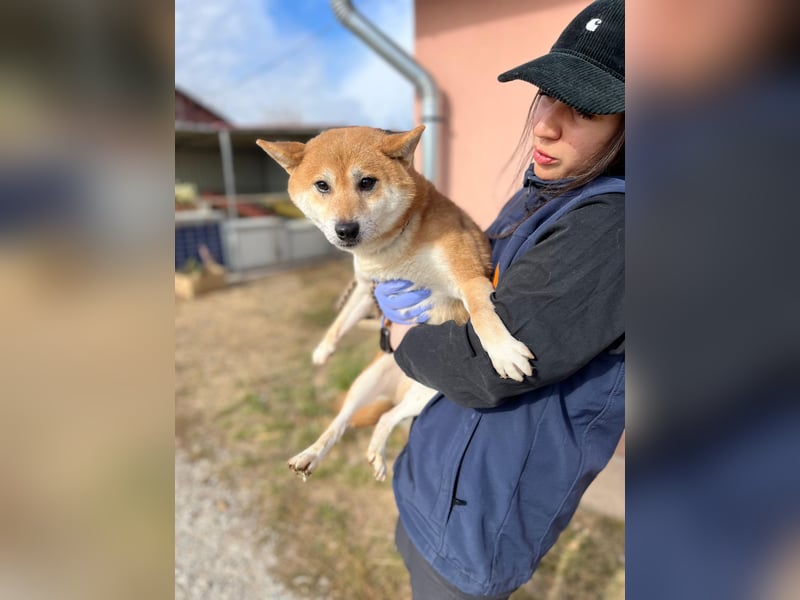 Nudli – Ein sensibler Shiba Inu-Rüde auf der Suche nach Sicherheit und Vertrauen 