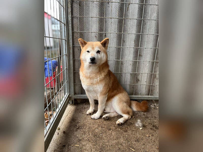 Vuk PP – Ein kleiner Shiba auf der Suche nach einem neuen Lebenskapitel ❤️