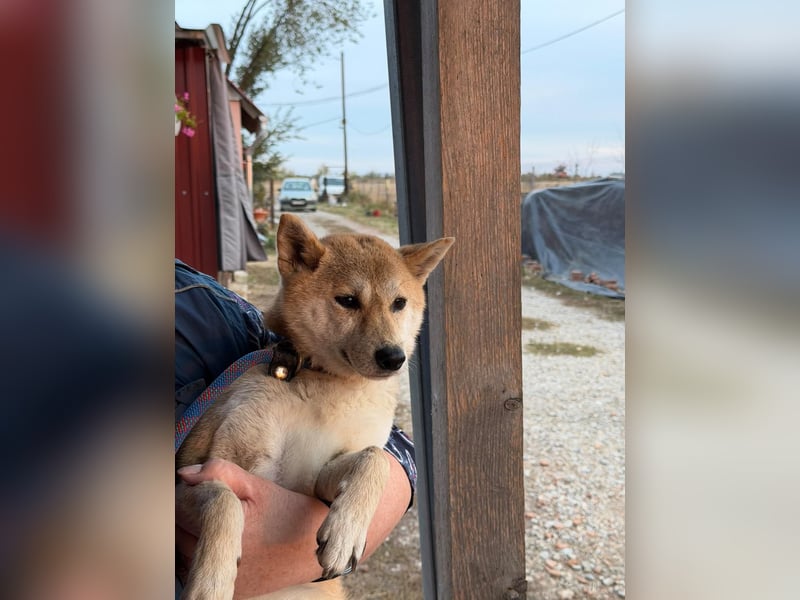Mochi – Eine vorsichtige Shiba-Hündin mit großem Herzen auf der Suche nach ihrem Für-immer-Zuhause