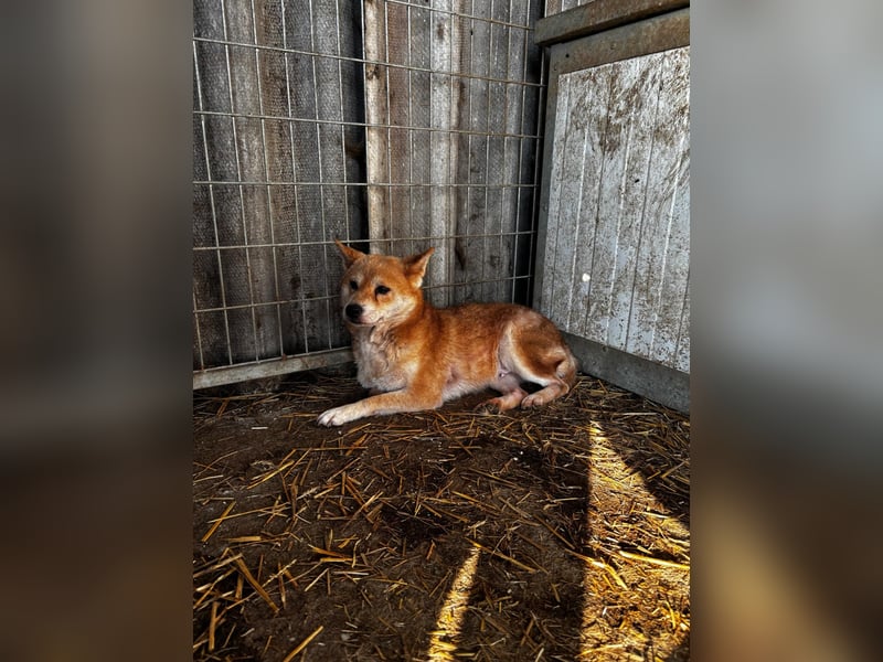 Vacak – Eine sensible Shiba-Hündin auf der Suche nach einem liebevollen Zuhause 