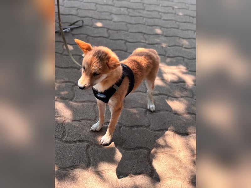 Nocsak PP - junger Shiba Inu- Mix sucht Menschen mit Herz 
