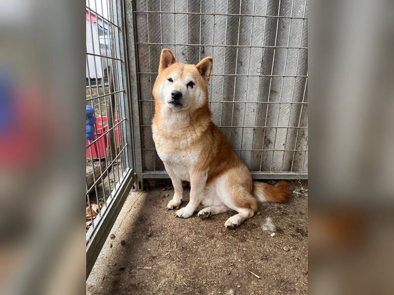 Vuk PP – Ein kleiner Shiba auf der Suche nach einem neuen Lebenskapitel ❤️