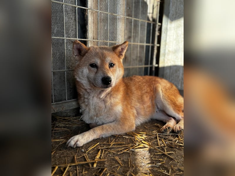 Vacak – Eine sensible Shiba-Hündin auf der Suche nach einem liebevollen Zuhause 