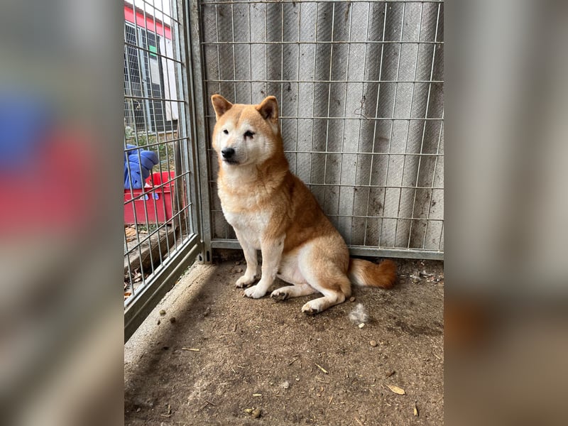 Vuk PP – Ein kleiner Shiba auf der Suche nach einem neuen Lebenskapitel ❤️