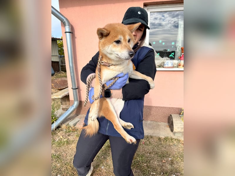 Nudli – Ein sensibler Shiba Inu-Rüde auf der Suche nach Sicherheit und Vertrauen 