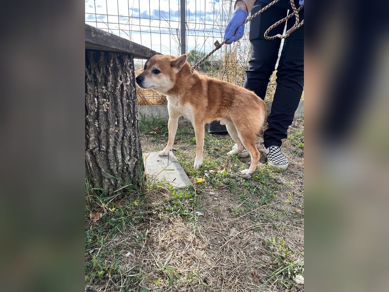 Nudli – Ein sensibler Shiba Inu-Rüde auf der Suche nach Sicherheit und Vertrauen 
