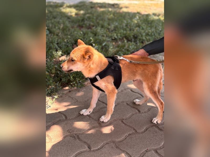 Nocsak PP - junger Shiba Inu- Mix sucht Menschen mit Herz 