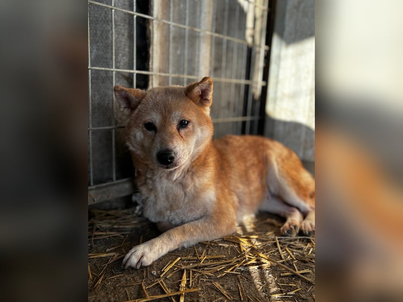 Vacak – Eine sensible Shiba-Hündin auf der Suche nach einem liebevollen Zuhause 