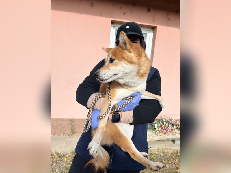 Nudli – Ein sensibler Shiba Inu-Rüde auf der Suche nach Sicherheit und Vertrauen 