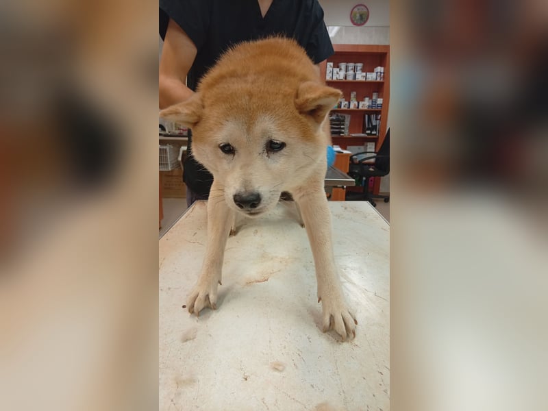 Mandarin – Ein zarter Shiba-Rüde sucht liebevolle Menschen, die ihm die Welt zeigen 