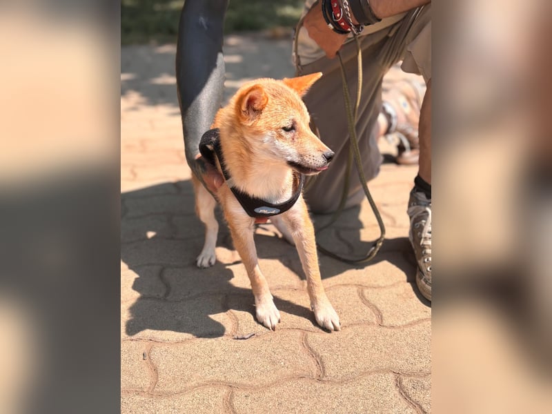 Nocsak PP - junger Shiba Inu- Mix sucht Menschen mit Herz 
