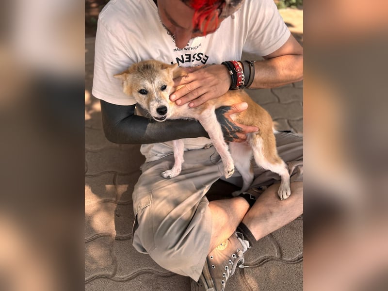 Nolam BR - junge Shiba Inu Mix- Hündin sucht ihren Neuanfang 