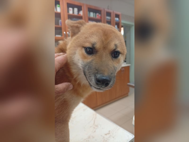 Alex – ein tapferer Neuanfang für den kleinen Shiba-Mann 