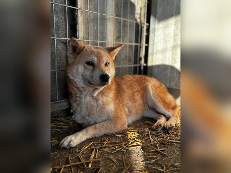 Vacak – Eine sensible Shiba-Hündin auf der Suche nach einem liebevollen Zuhause 