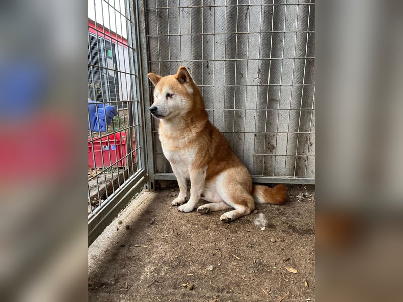 Vuk PP – Ein kleiner Shiba auf der Suche nach einem neuen Lebenskapitel ❤️