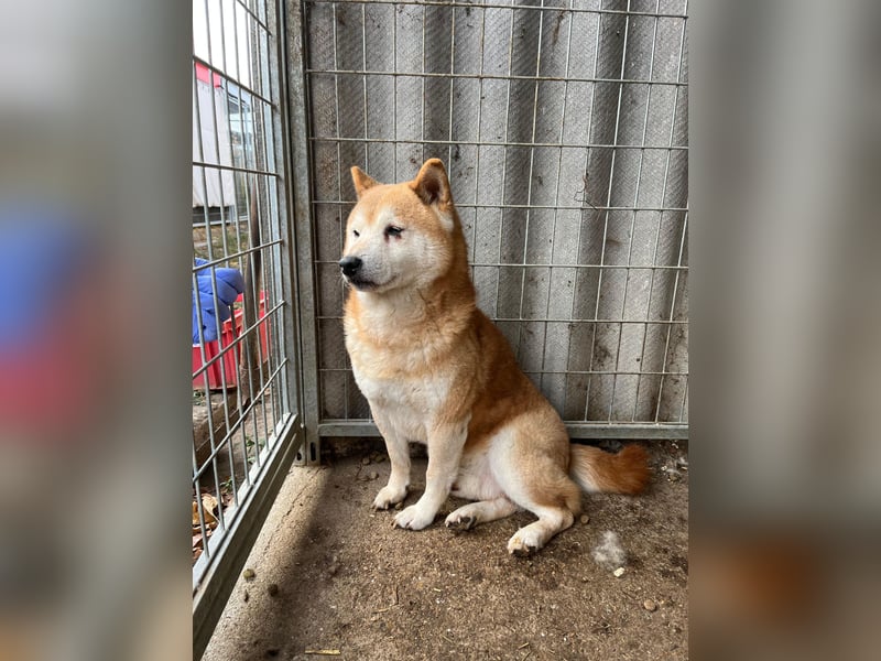 Vuk PP – Ein kleiner Shiba auf der Suche nach einem neuen Lebenskapitel ❤️