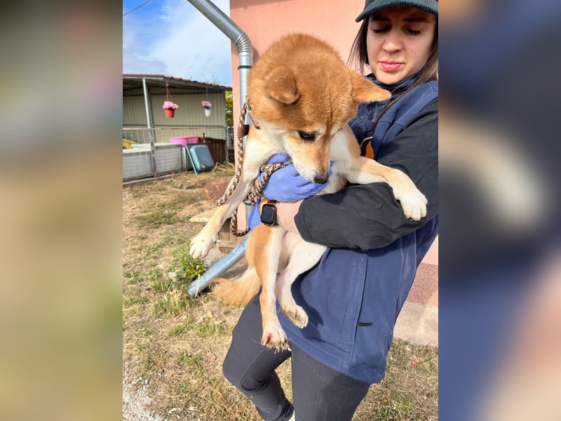 Nudli – Ein sensibler Shiba Inu-Rüde auf der Suche nach Sicherheit und Vertrauen 