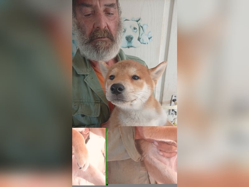 Ananasz PP – Kleiner Shiba-Bub entdeckt jetzt die Welt 