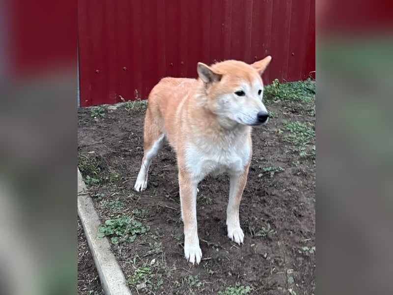 Soma, geboren 28.04.2021, 43cm sucht seine Menschen