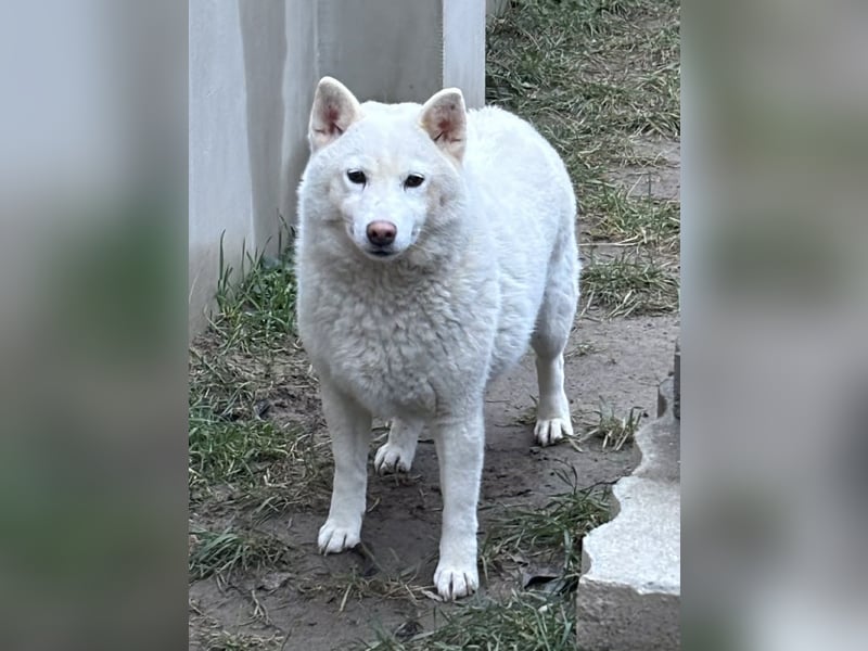Snow, geboren 22.08.2023, 38cm sucht liebevolles Zuhause