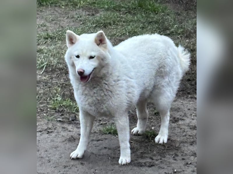 Snow, geboren 22.08.2023, 38cm sucht liebevolles Zuhause
