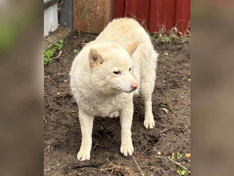 Shelby, geboren 22.08.2023, 36cm sucht sicheren Hafen