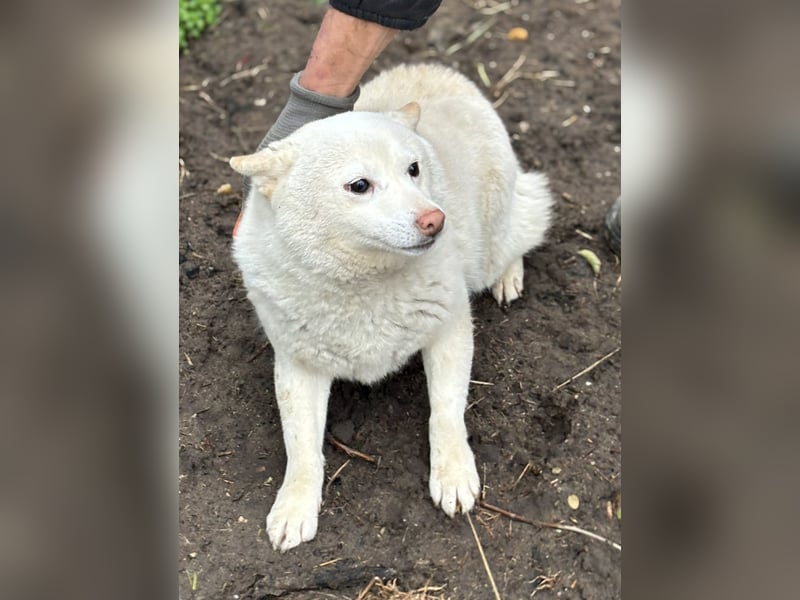 Shelby, geboren 22.08.2023, 36cm sucht sicheren Hafen