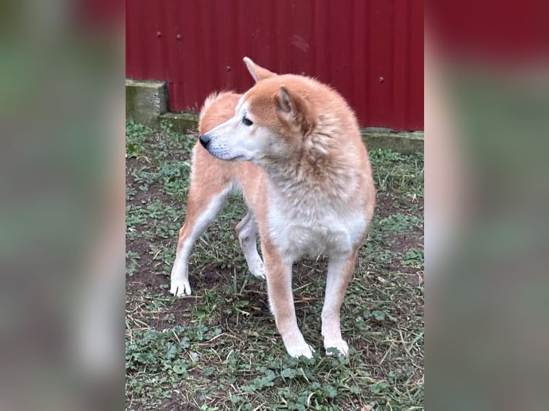 Soma, geboren 28.04.2021, 43cm sucht seine Menschen