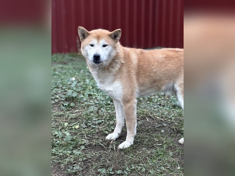 Soma, geboren 28.04.2021, 43cm sucht seine Menschen