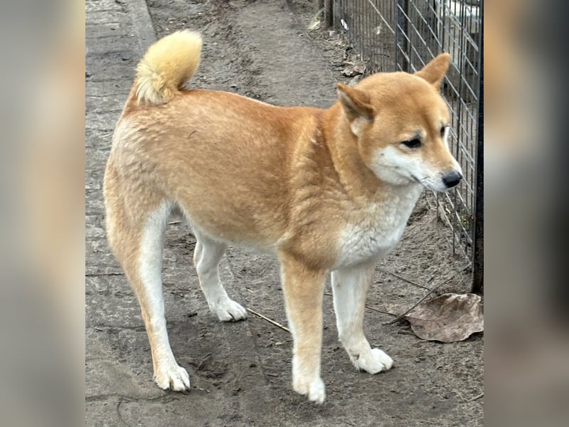 Sassy, geboren 22.08.2023, 38cm sucht Geborgenheit