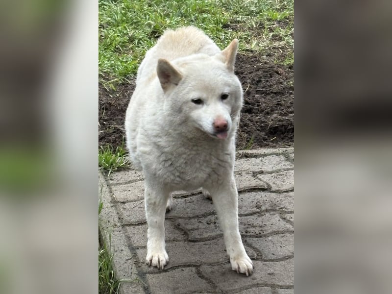 Shelby, geboren 22.08.2023, 36cm sucht sicheren Hafen
