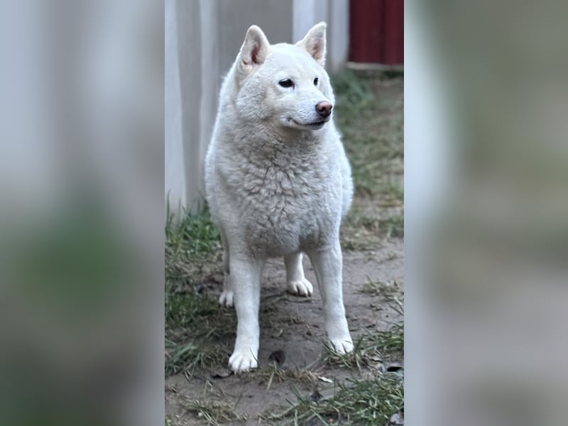 Snow, geboren 22.08.2023, 38cm sucht liebevolles Zuhause