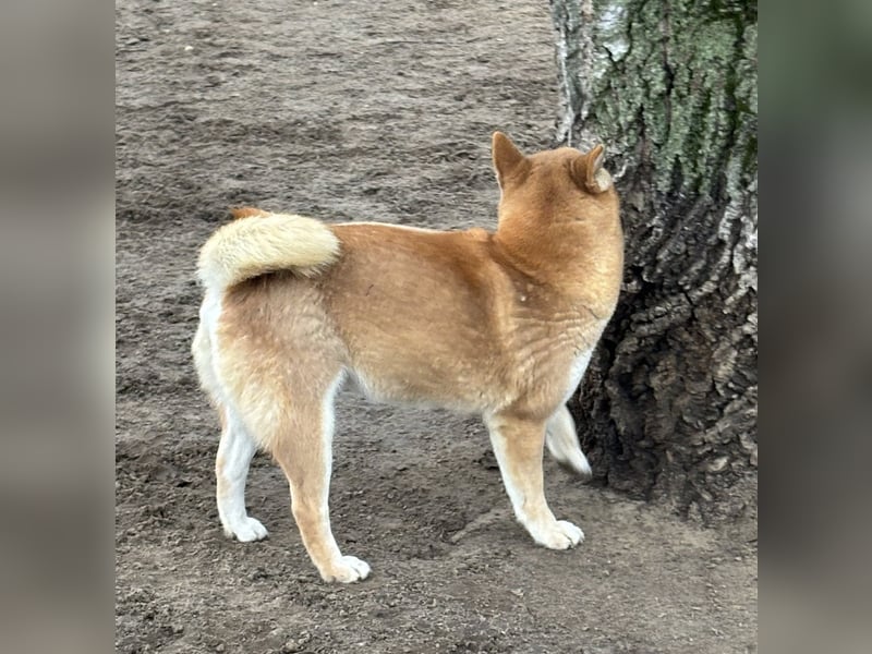 Sassy, geboren 22.08.2023, 38cm sucht Geborgenheit