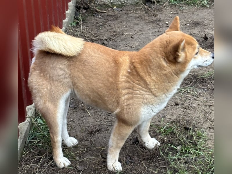 Sassy, geboren 22.08.2023, 38cm sucht Geborgenheit