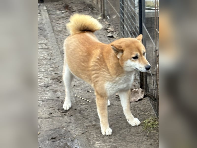 Sassy, geboren 22.08.2023, 38cm sucht Geborgenheit