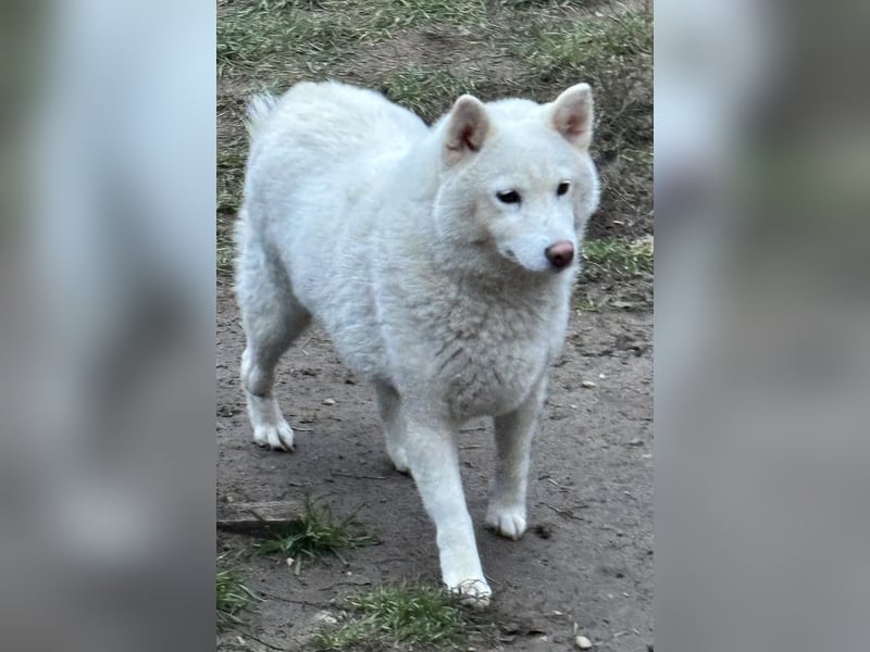 Snow, geboren 22.08.2023, 38cm sucht liebevolles Zuhause