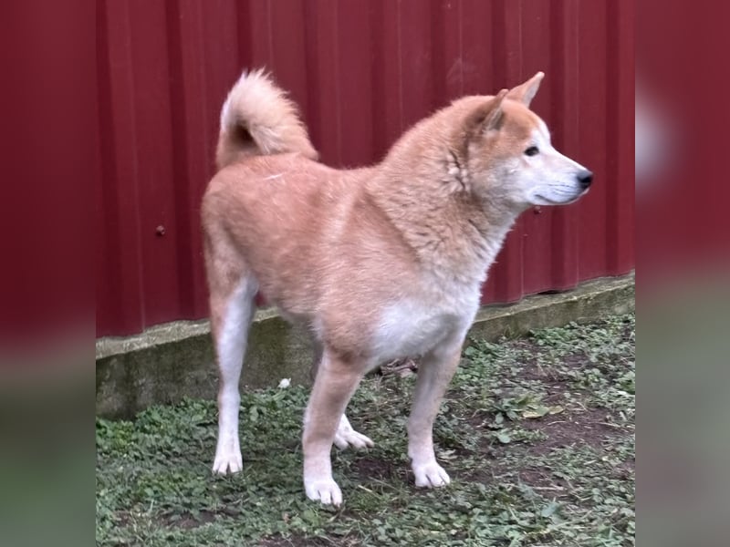 Soma, geboren 28.04.2021, 43cm sucht seine Menschen