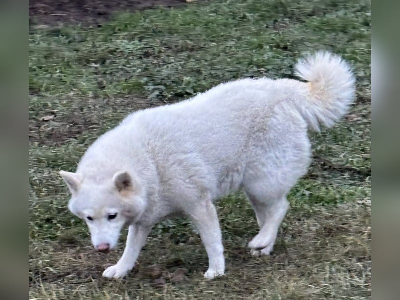 Snow, geboren 22.08.2023, 38cm sucht liebevolles Zuhause