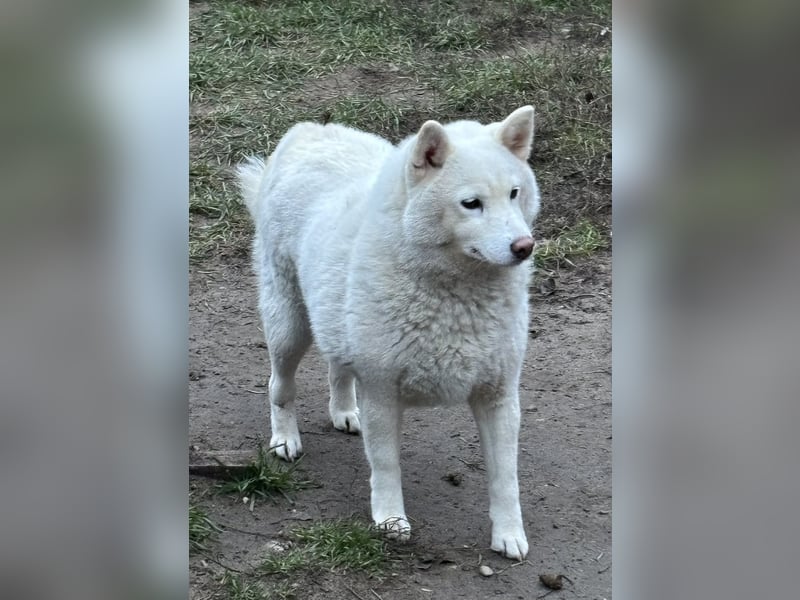 Snow, geboren 22.08.2023, 38cm sucht liebevolles Zuhause