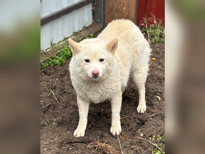 Shelby, geboren 22.08.2023, 36cm sucht sicheren Hafen
