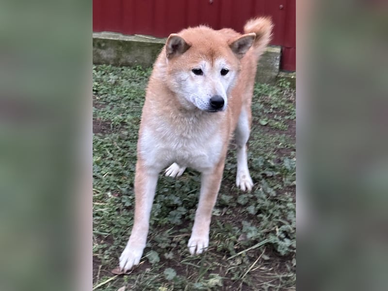 Soma, geboren 28.04.2021, 43cm sucht seine Menschen