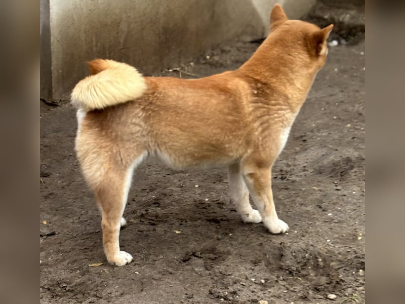 Sassy, geboren 22.08.2023, 38cm sucht Geborgenheit