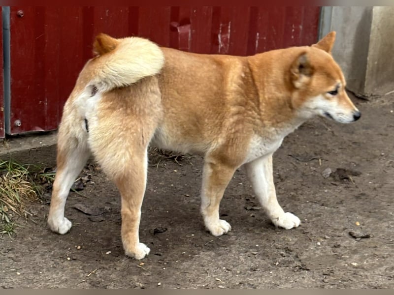 Sassy, geboren 22.08.2023, 38cm sucht Geborgenheit