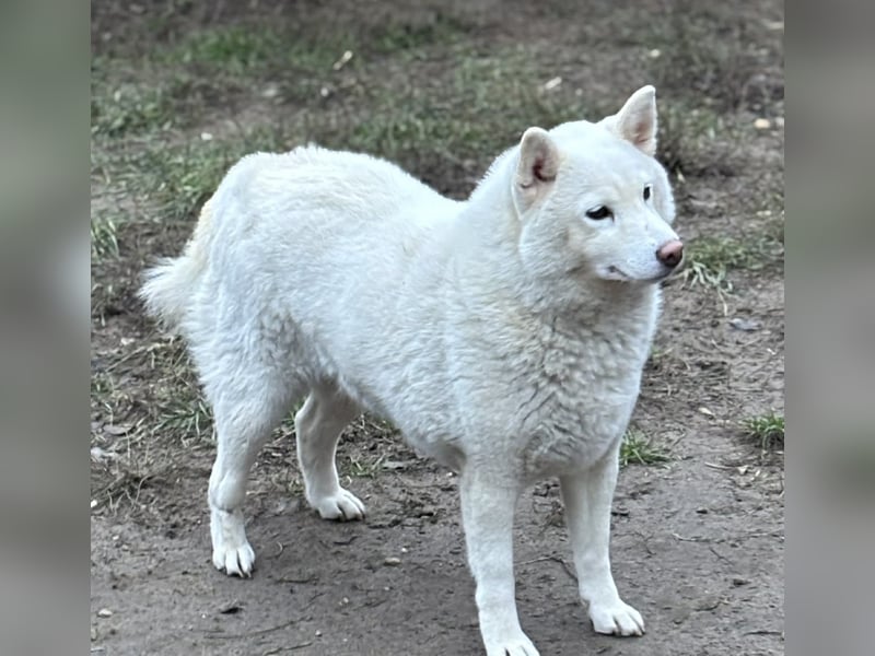 Snow, geboren 22.08.2023, 38cm sucht liebevolles Zuhause