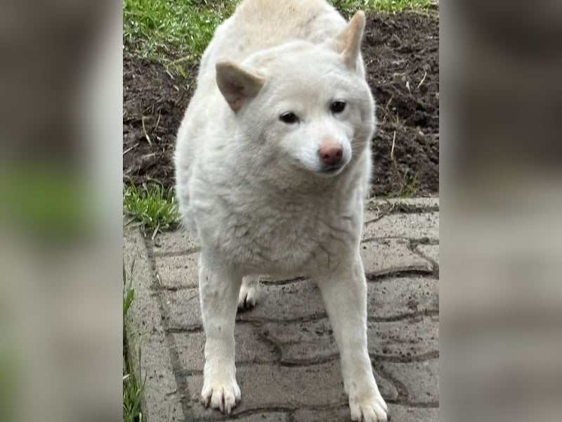 Shelby, geboren 22.08.2023, 36cm sucht sicheren Hafen