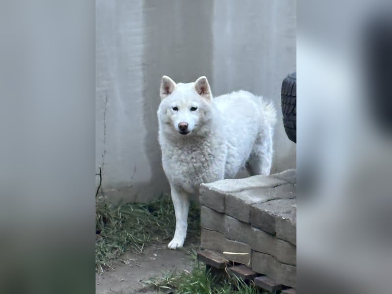 Snow, geboren 22.08.2023, 38cm sucht liebevolles Zuhause