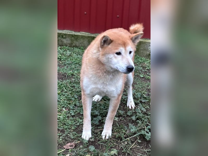 Soma, geboren 28.04.2021, 43cm sucht seine Menschen