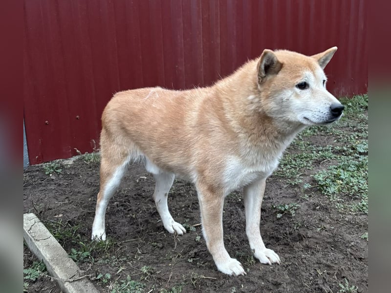 Soma, geboren 28.04.2021, 43cm sucht seine Menschen