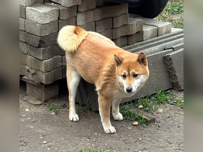 Sassy, geboren 22.08.2023, 38cm sucht Geborgenheit