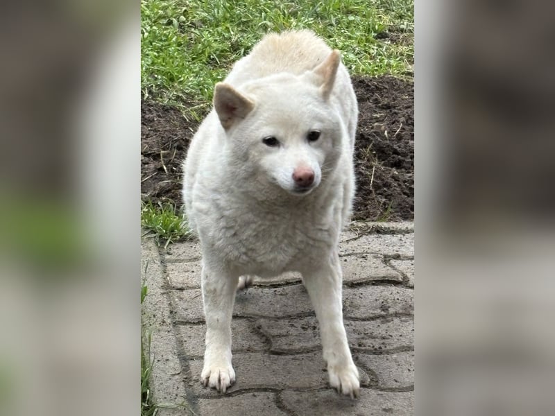 Shelby, geboren 22.08.2023, 36cm sucht sicheren Hafen
